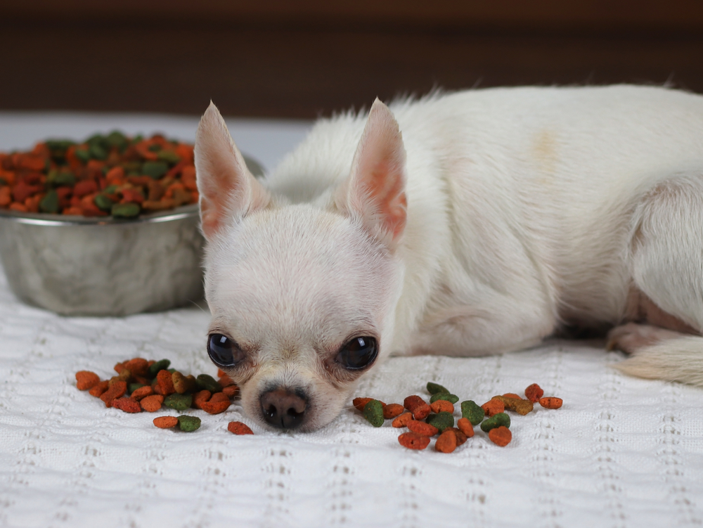 How to Handle a Picky Eater Dog