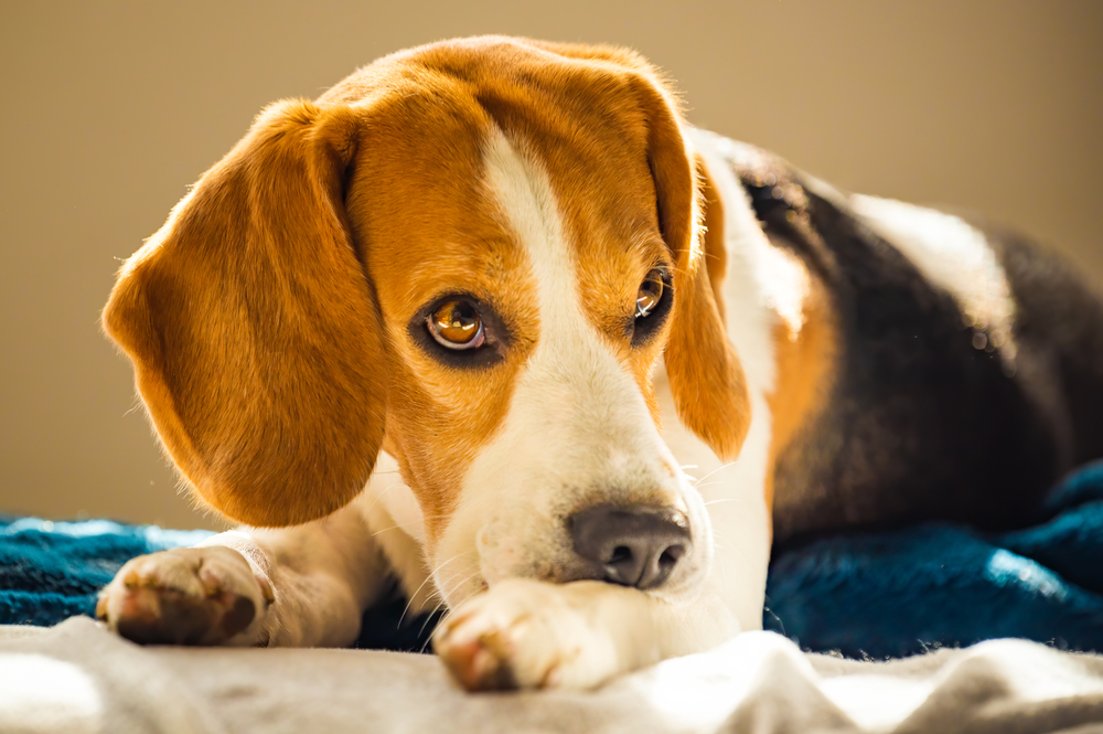 How to Identify Allergies in Pets